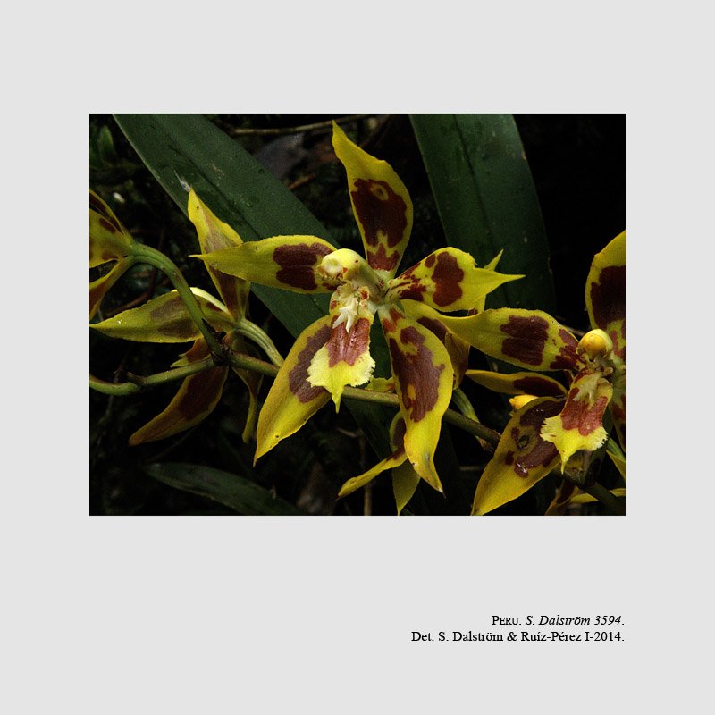 Odontoglossum auroincarum